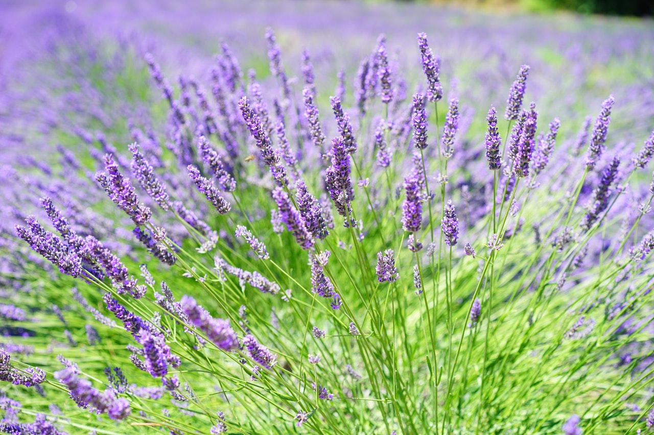Diffuseurs de parfums d'ambiance lavande